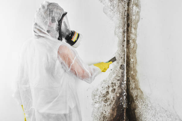 Best Mold Testing  in Grissom Af, IN