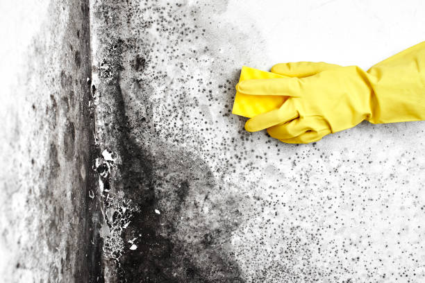 Best Mold Damage Repair  in Grissom Af, IN