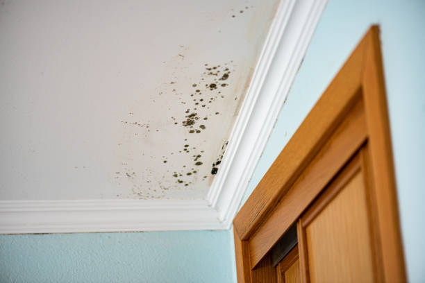 Best Mold Removal and Inspection  in Grissom Af, IN
