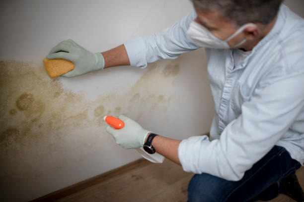 Best Office Mold Removal Services  in Grissom Af, IN