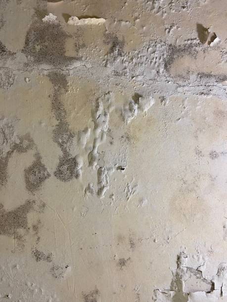 Best Mold Removal Company Near Me  in Grissom Af, IN