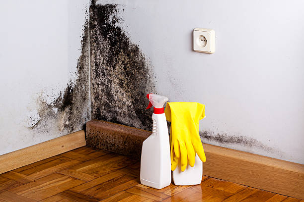Best Office Mold Removal Services  in Grissom Af, IN