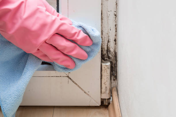 Home Mold Removal in Grissom Af, IN