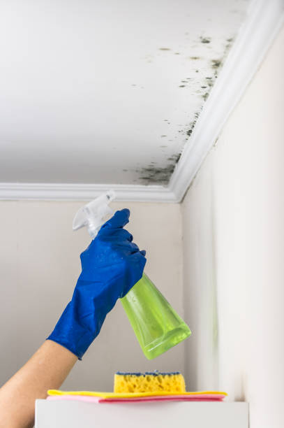 Best Black Mold Removal  in Grissom Af, IN